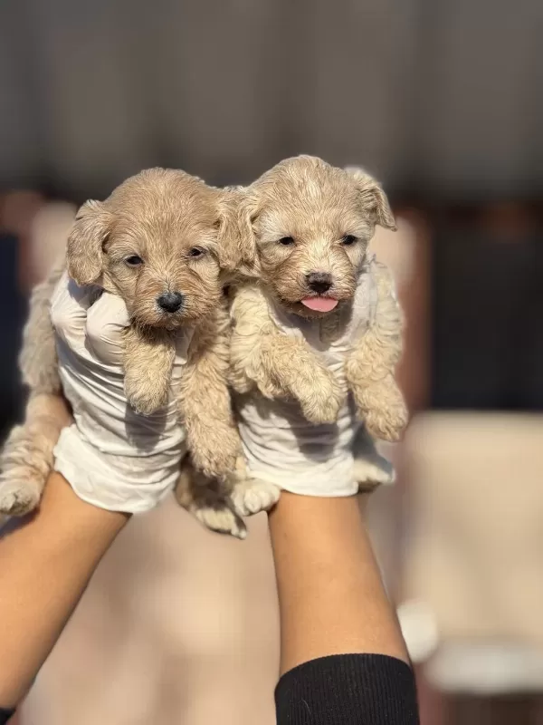 Maltipoo Bebeklerimiz