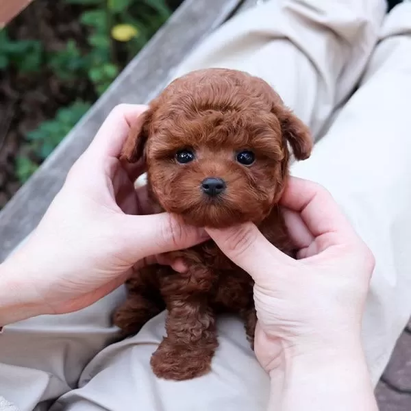 Toy Poodle Bebeklerim