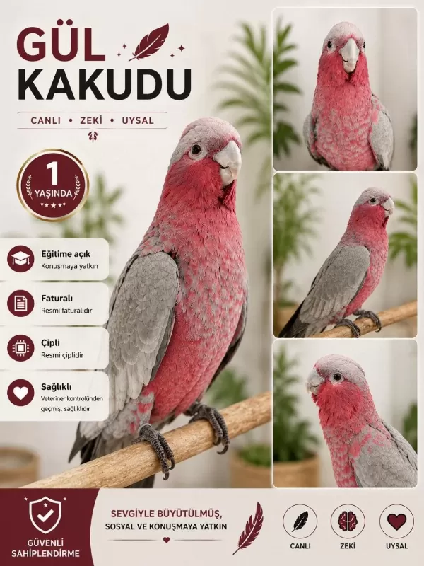 Gül Kakadu Papağanımız
