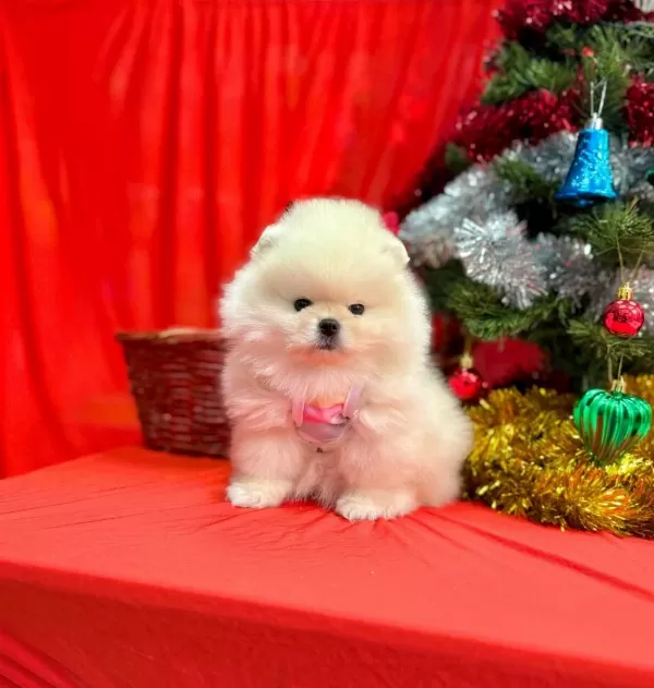 Safkan Pomeranian Boo Yavrularımız