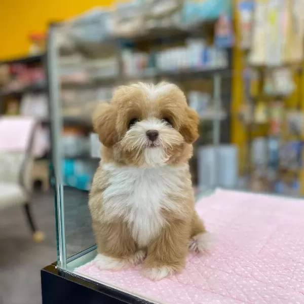 Dünya Tatlısı Maltipoo Yavruları
