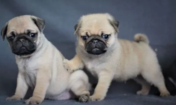 İrk Ve Sağlık Garantili Pug Yavrular Tacedpet