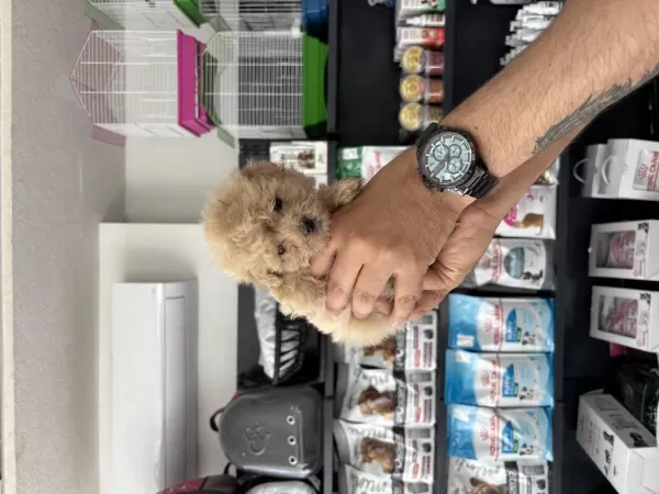 Tea Cup Dişi Maltipoo Bebeklerimiz