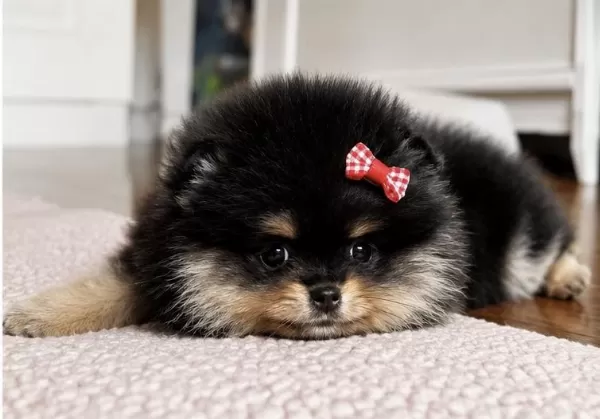 Dişi Pomeranian Black Tan
