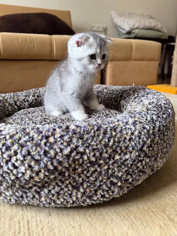 Safkan Silver Shaded Scottish Fold Erkek Ve Dişi Yavru