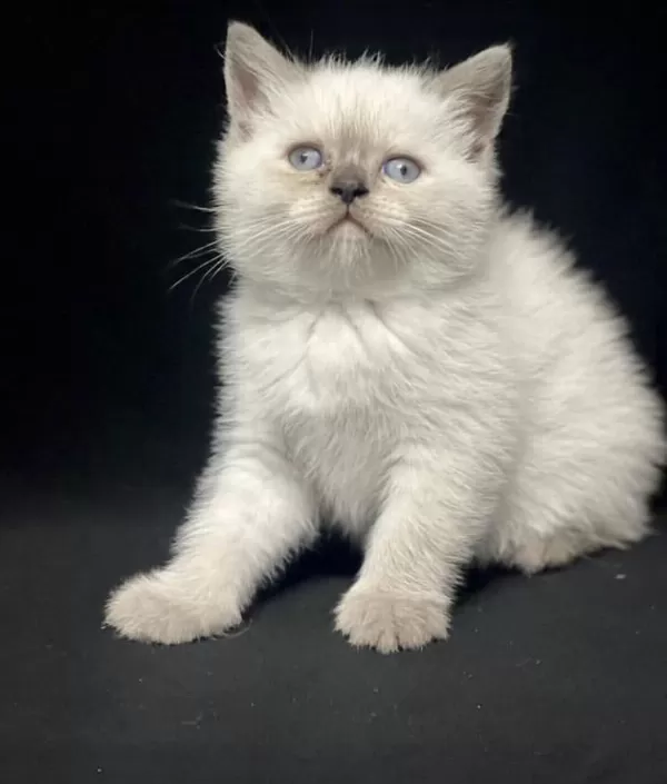 Mükemmel British Shorthair Yavrular Sakarya