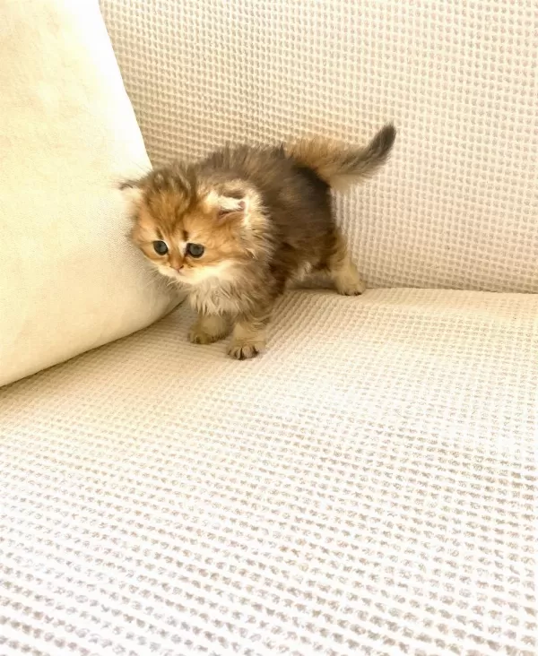 Çikolata Black Golden Longhair Kedimiz