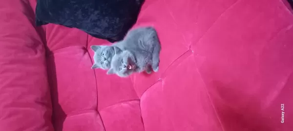 3 Adet Yavru British Shorthair