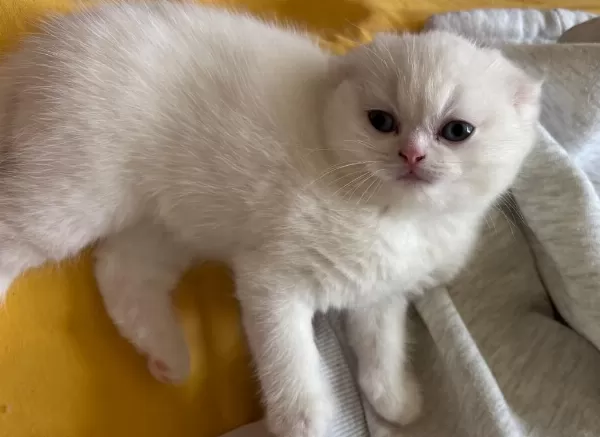 Top Kafa Safkan Scottish Fold