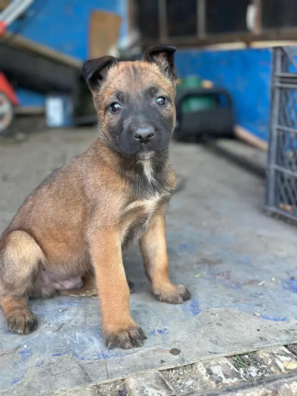 Belçika Kurdu Malinois Yavrular