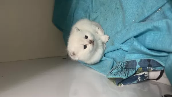 British Shorthair (açiklamayi Okuyun)
