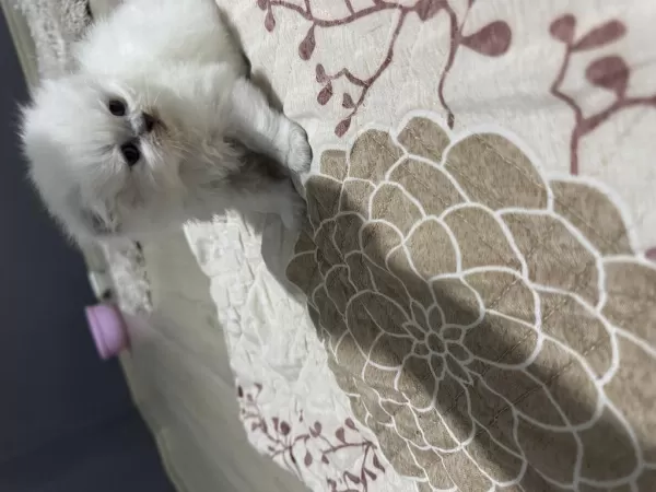 Scottish Longhair Bebeklerimiz
