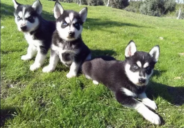 Ruhsatlı Resmi İşletmeden Taksit Avantajıyla Husky