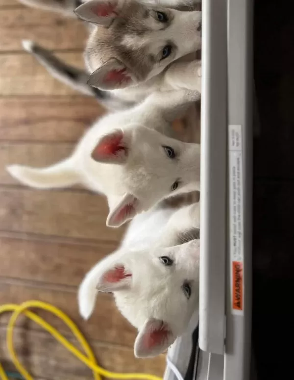 Safkan Mavi Gözlü Husky Yavrular