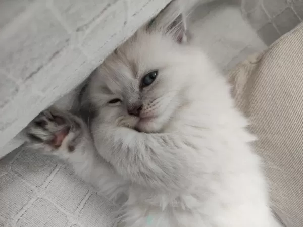 Küçük Minik Totis Scottish Fold Yavrular