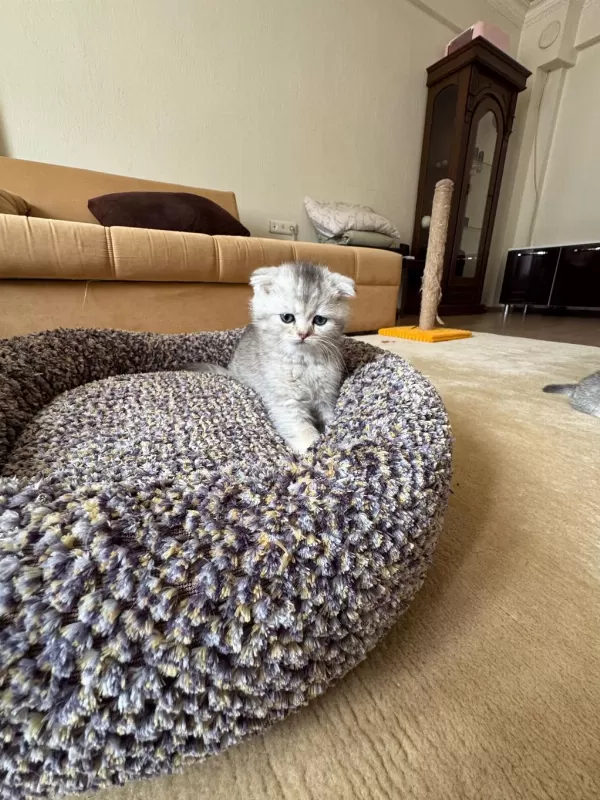 Safkan Silver Shaded Scottish Fold Erkek Ve Dişi Yavru