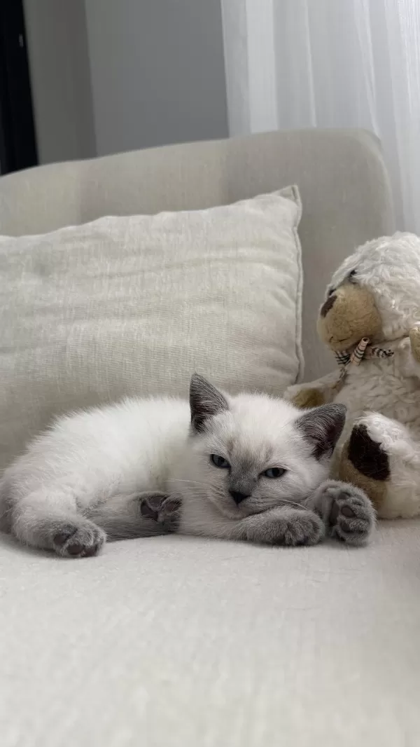 British Shorthair 55 Günlük Erkek
