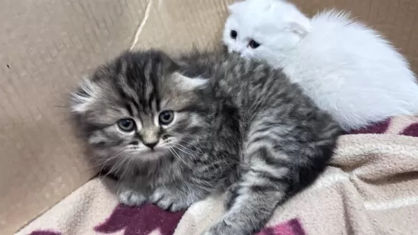 Scottish Fold Yavrular