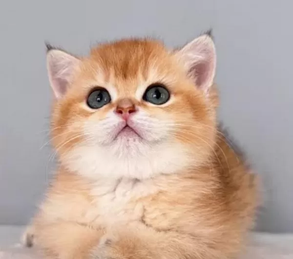Muhteşem Golden British Longhair Ve Shorthair Yavrular