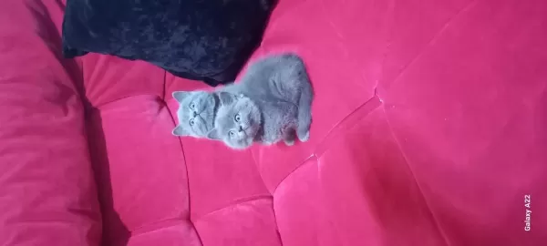 3 Adet Yavru British Shorthair