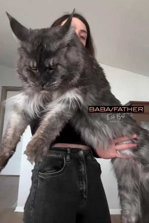 Türkiyenin Her Yerine Teslim Xxl Maine Coonlar