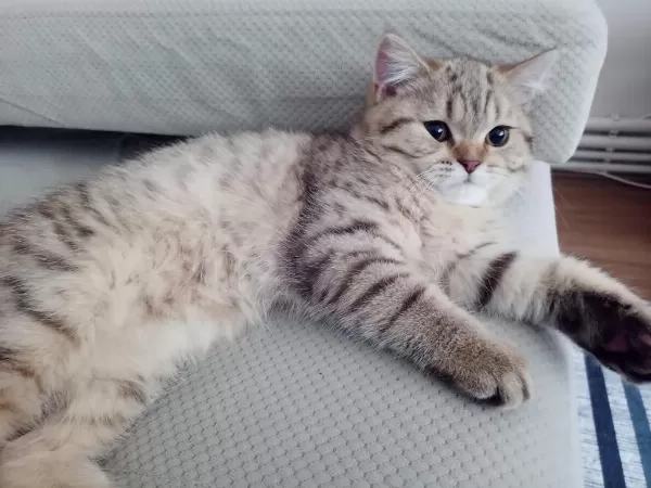 British Shorthair 5 Aylık Kedimiz