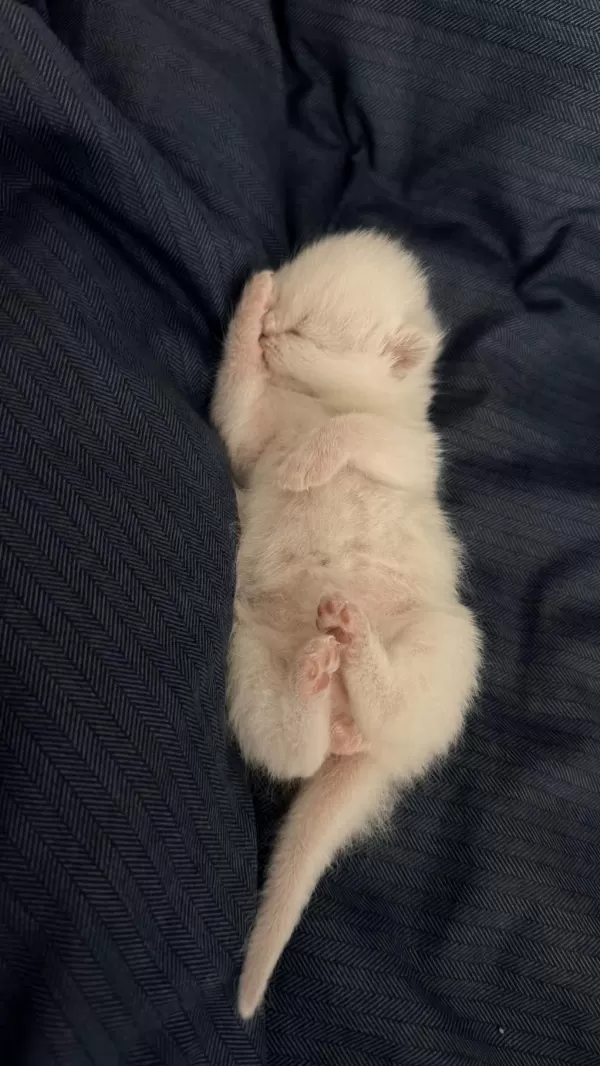 1 Aylık Kırık Kulak Scottish Fold