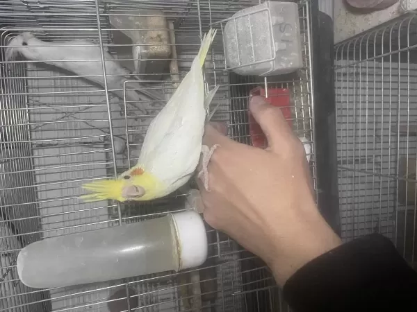 Yavru Sultan Papağanlar