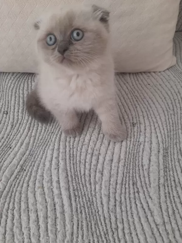 Erkek Scottish Fold Beyaz