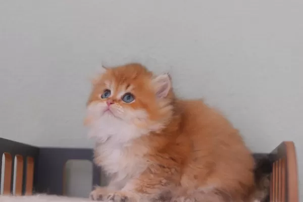 Safkan British Longhair Erkek