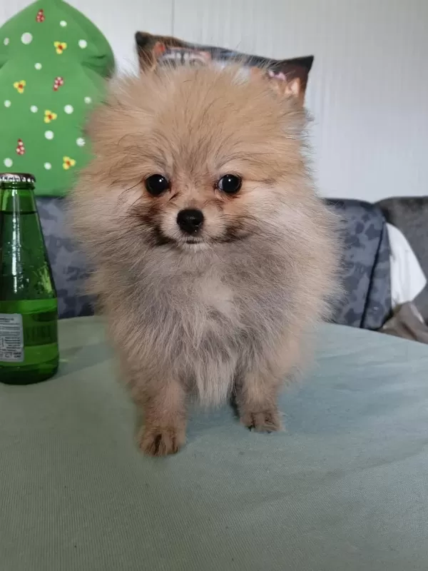 Boy İrk Kg Garantili Anne Baba Yanından Pomeranian