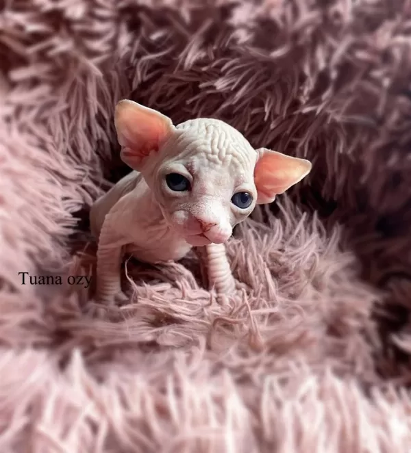 Top Quality Sphynx (pedigreed)