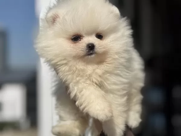 Tea Cup Teddy Face Pomeranian Yavrularımız