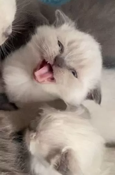 15 Gün Sonra Hazır Kediler