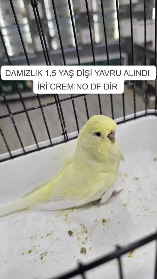 Tekleme Muhabbet Kuşlar Rainbow Ve Çek