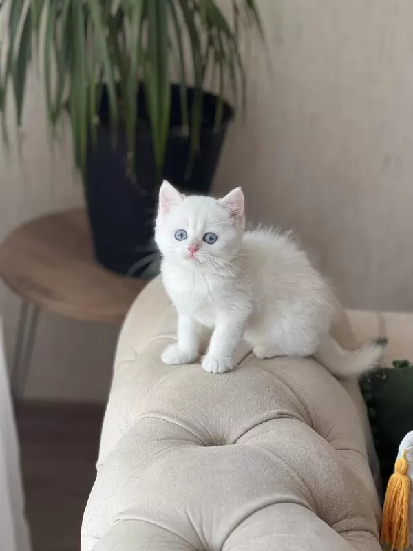 Harika Göz Rengi Beyaz British Shorthair Yavrum