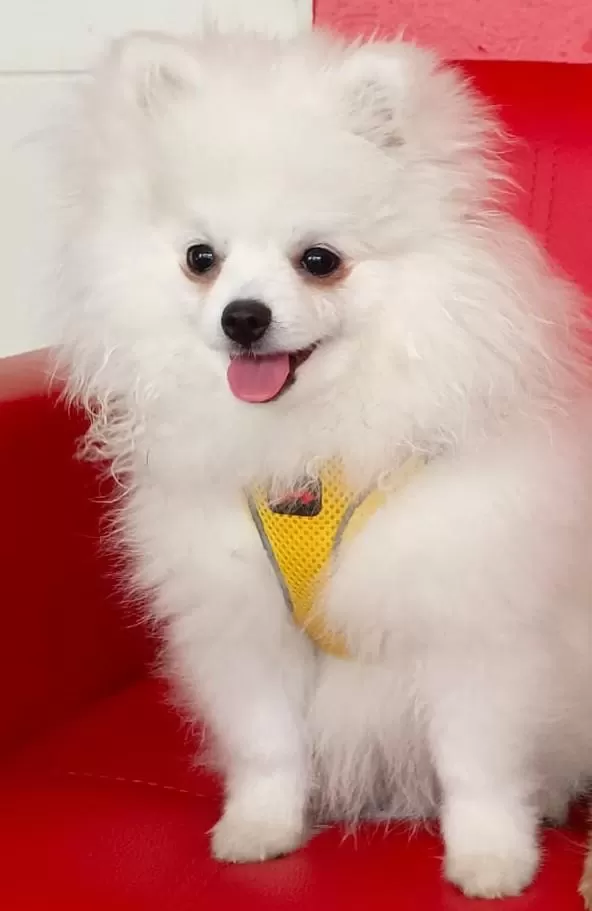 Pomeranian Boo 1,5 Yaşinda Erkek
