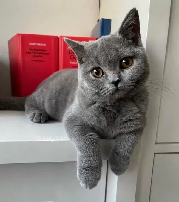 Safkan British Shorthair