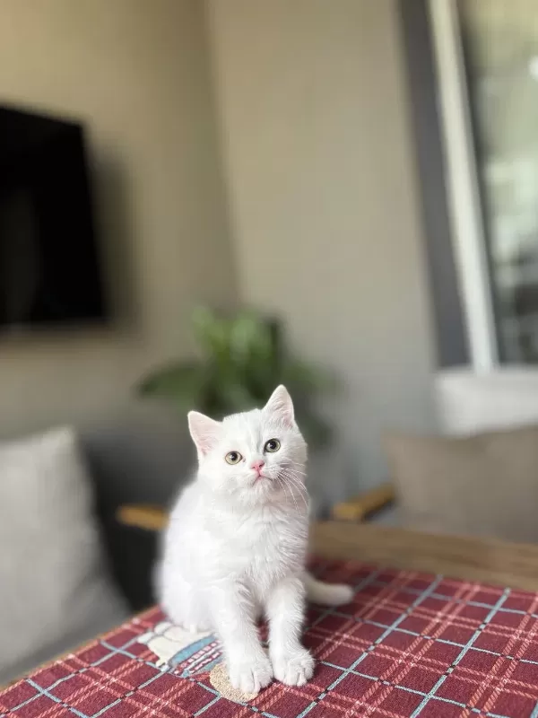 Beyaz British Shorthair Yavrularim
