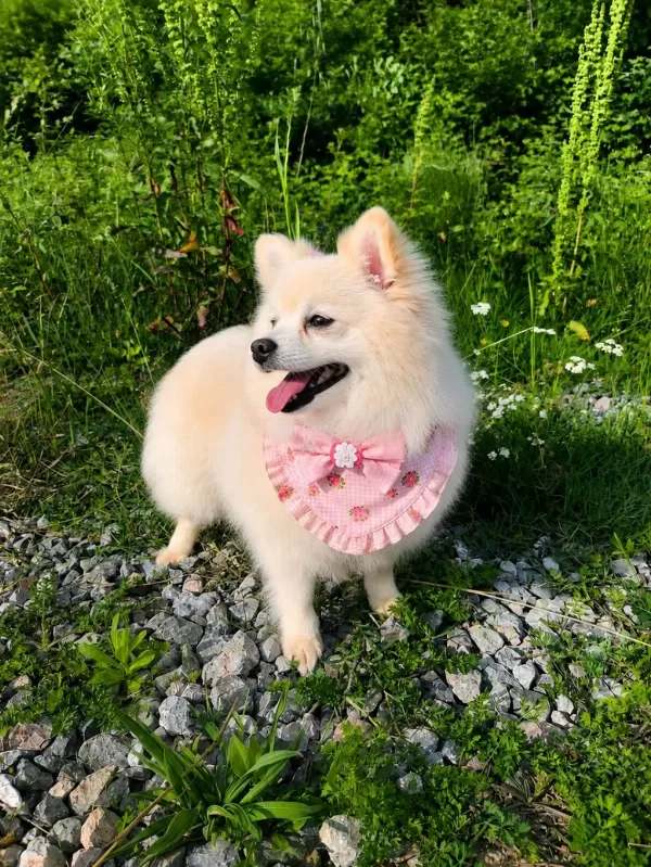 Kar Beyaz Pomeranian Pamuk Prenses