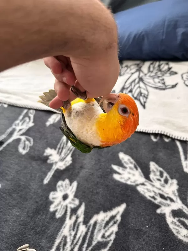 Full Evcil Maskot Caique