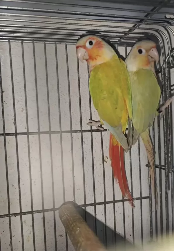 Suncheek Ve Mooncheek Konur Çift