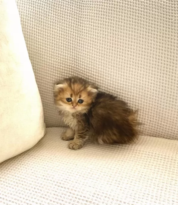 Çikolata Black Golden Longhair Kedimiz