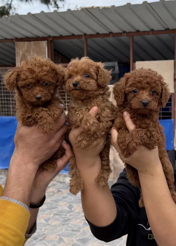Toy Poodle Yavrularımız