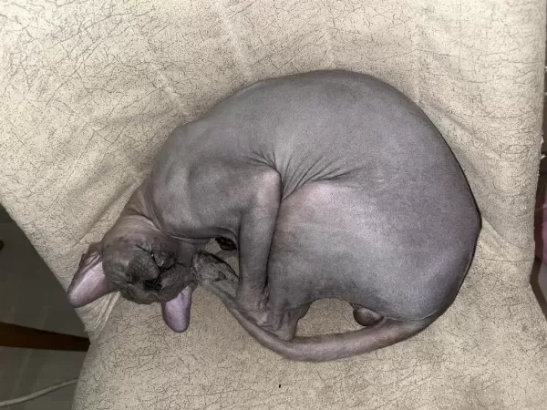 Safkan Erkek Sfenks Kedi