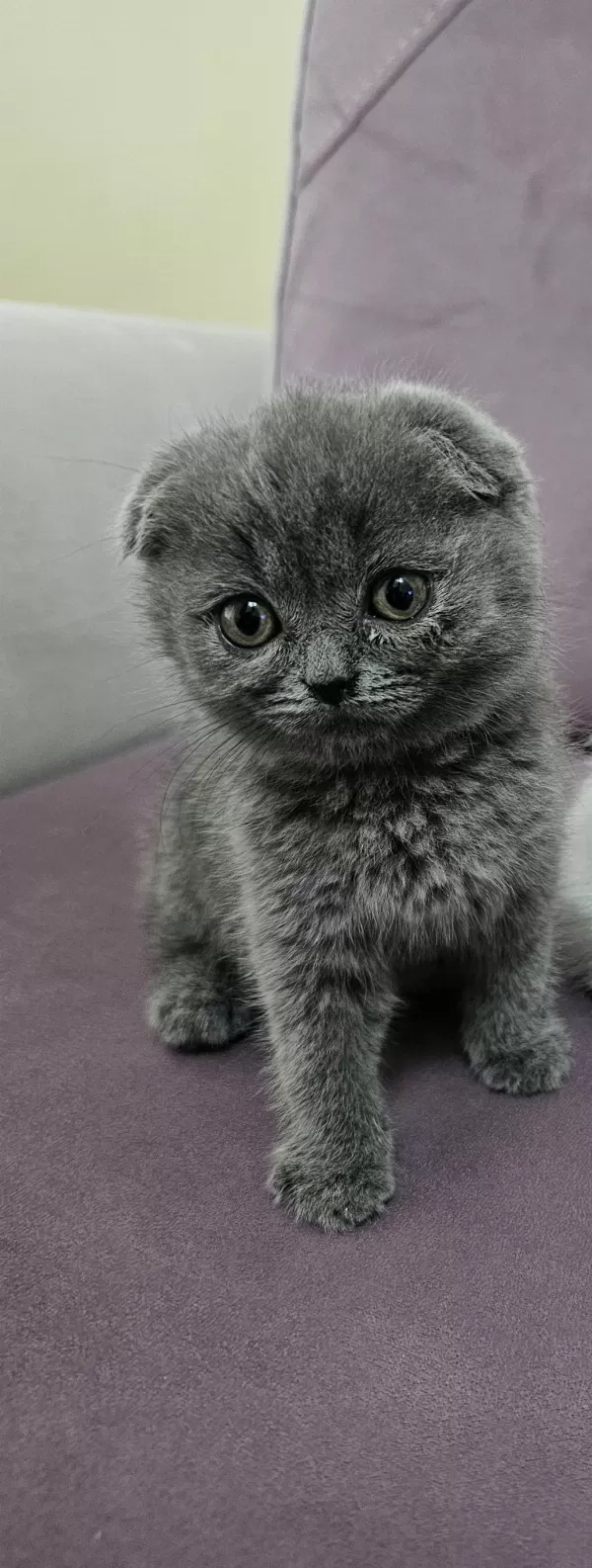 Scottish Fold Yavrumuz
