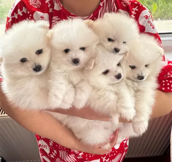 Pomeranian (tilki Ve Ayı Suratlının Melezleri)