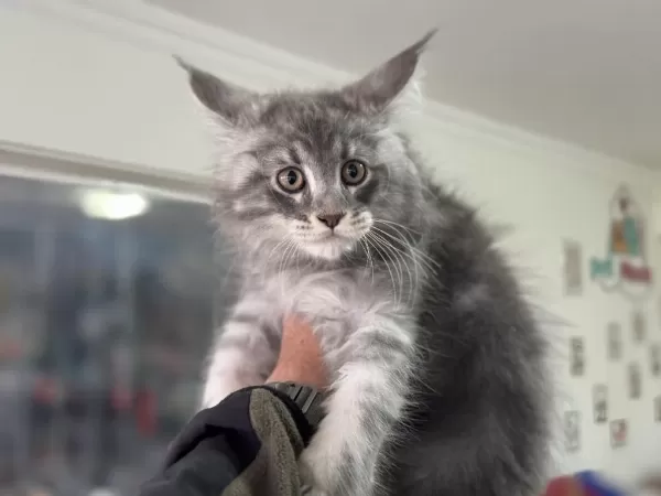 Show Kalite Sçr Belgeli Maine Coon Yavrularımız