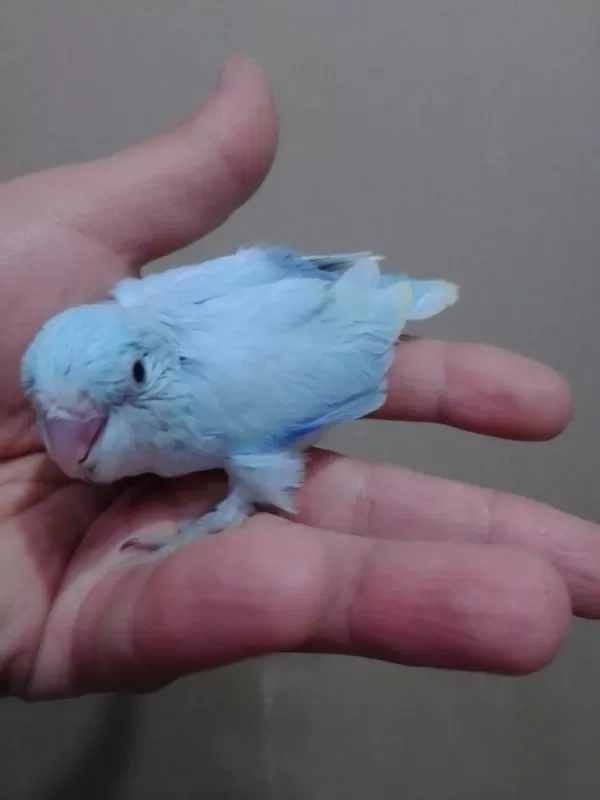 Pastel Turkuaz Forpus Erkek Cep Papağanı