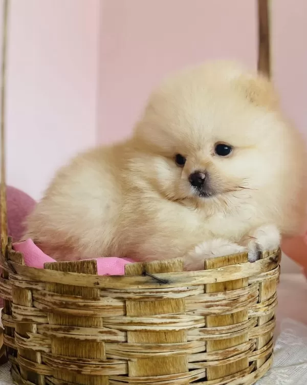 Ayı Surat Pomeranian Yavrular